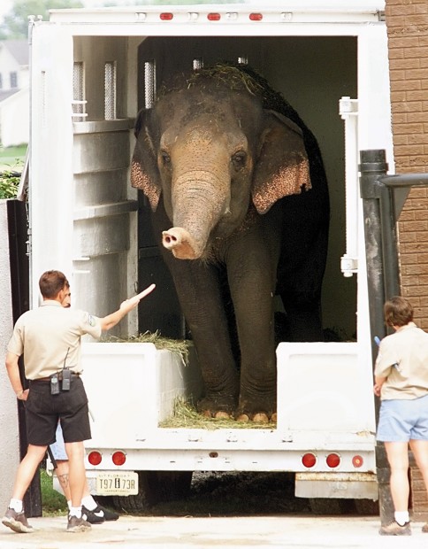 Niabi Zoo Elephants